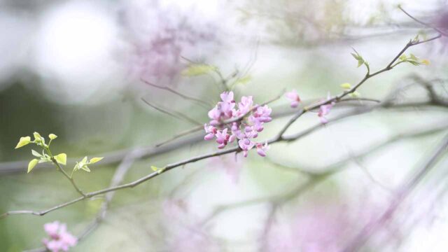 Flowering Thunder